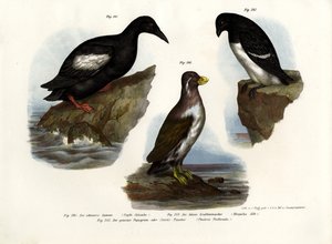 Guillemot colomba da German School